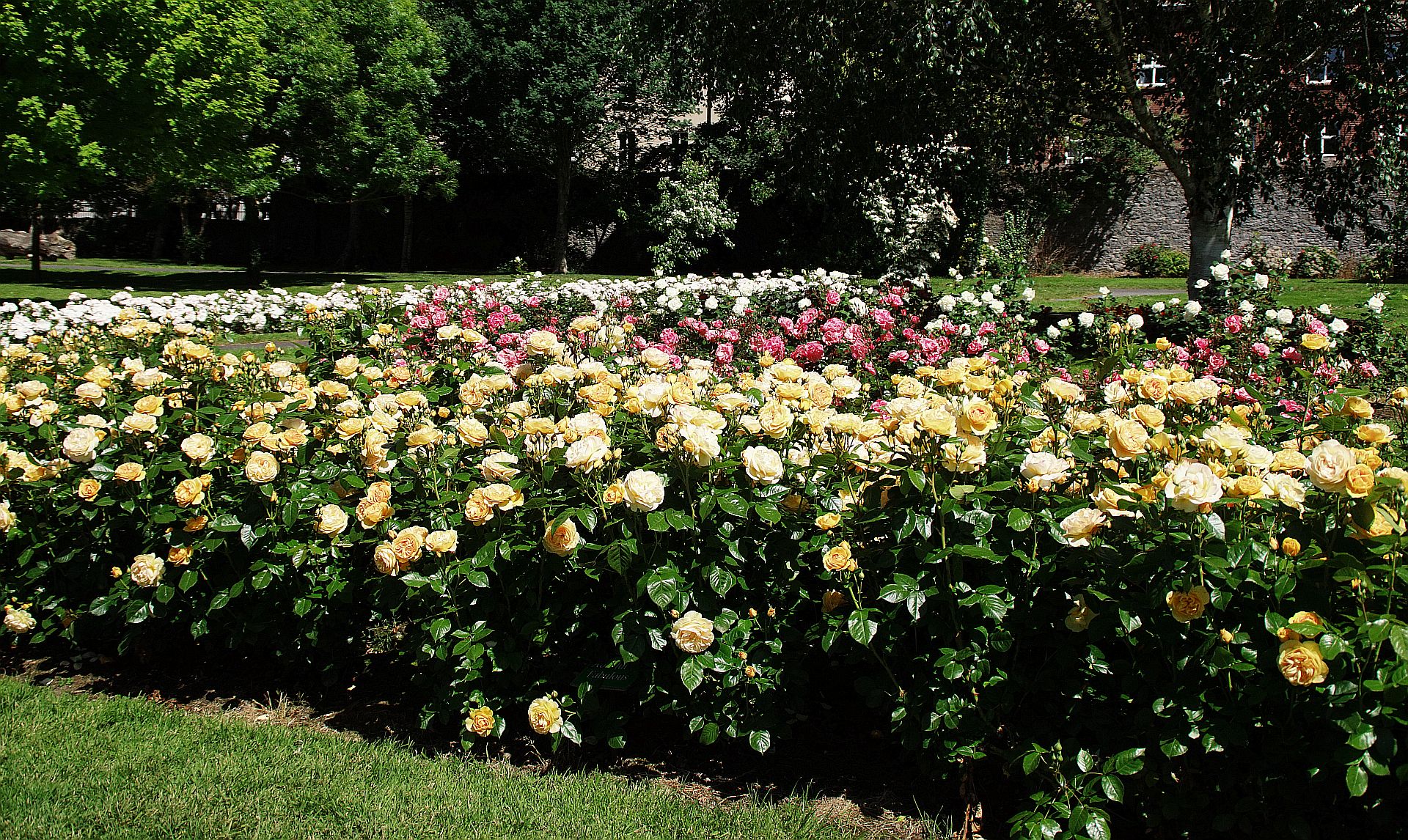 Tralee Rose Garden II blütenstil